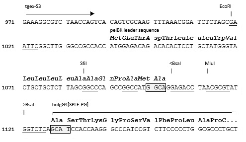 TGEX-HC-hG4[SPLE-PG]-Zeo cloning site